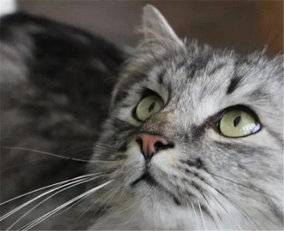 猫很傲娇为什么还要养猫
