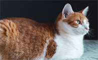 猫干呕一抽一抽的会自己好吗
