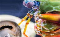螳螂虾vs螳螂虾