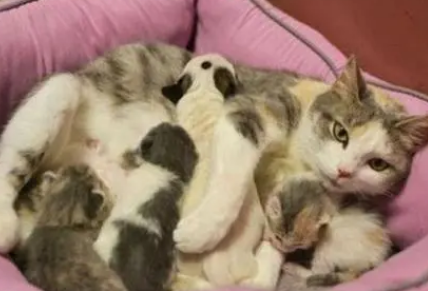 猫多大可以怀孕