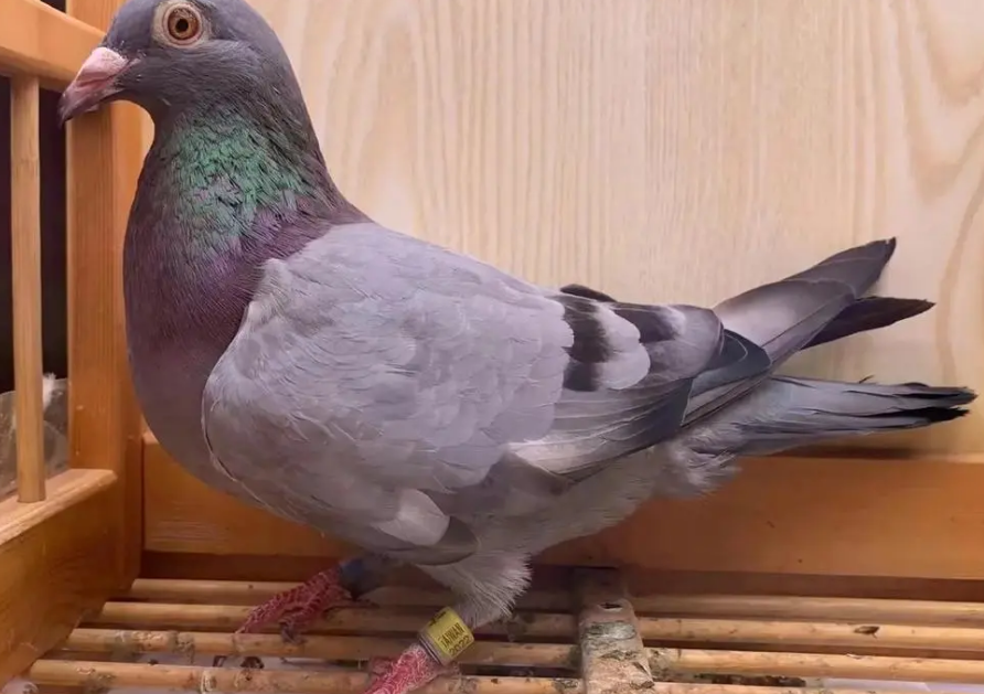 鸽子汤多少钱一只 鸽子汤多少钱一只