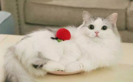开车压死猫要注意什么