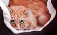 猫关车里会憋死吗