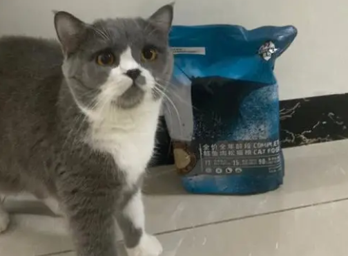 蓝牧猫粮在哪买 蓝牧猫粮在哪买