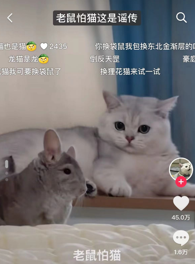 原来，老鼠怕猫这是谣传！