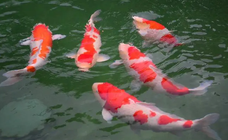 锦鲤在哪里
