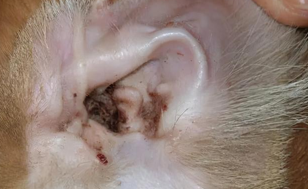 猫耳螨一般多少天干净