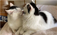 猫互舔毛是什么意思啊
