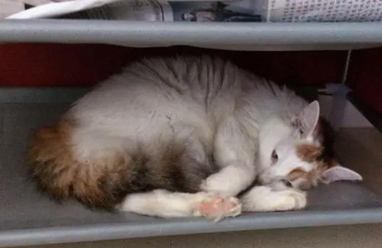猫发情了要怎么办才能缓解