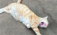 猫多久能看出来怀孕
