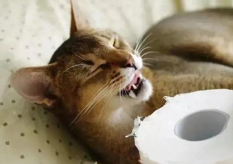 猫吃异物多久能判断是否没事 猫吃异物多久能判断是否没事