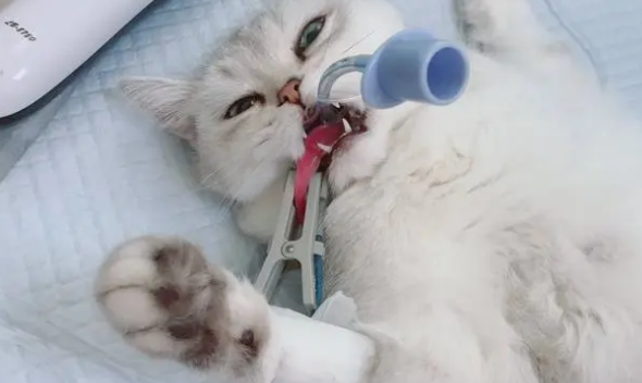 后悔养猫了