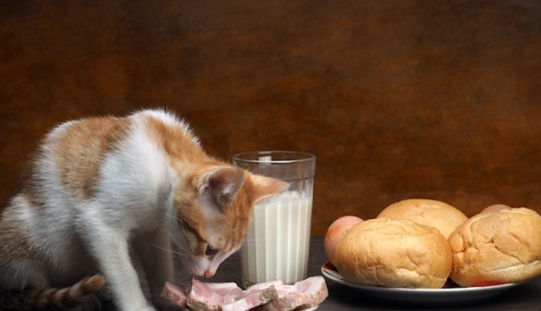 猫吃什么食物除了猫粮