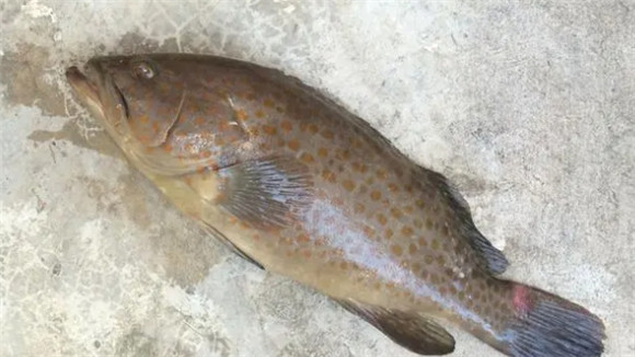 北京石斑鱼的价格