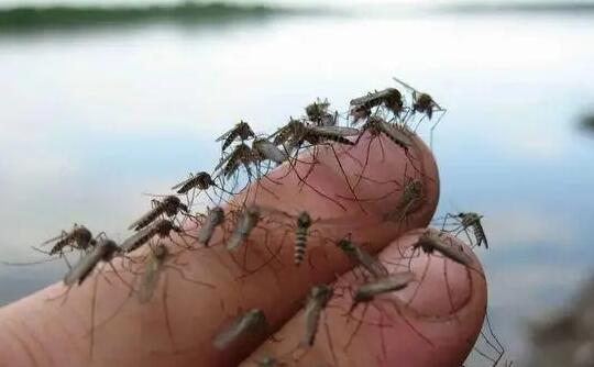 蚊子是怎么吸血的