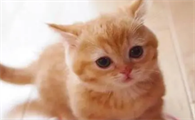 多大的猫不再叫幼猫