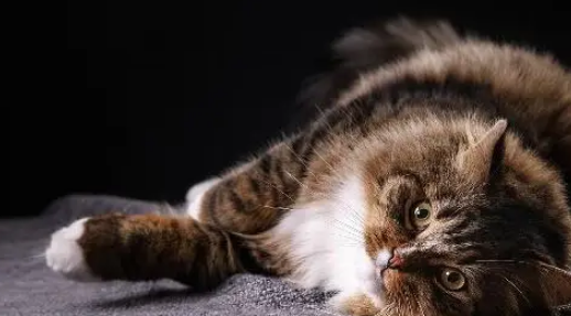 如果猫咪出现这10个症状，则有可能是健康出现了问题！ 