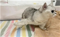 猫的忌讳和讲究