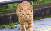 黄猫跟人走是什么征兆