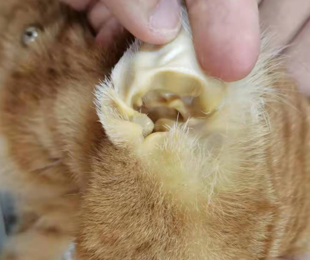 猫得黄疸救活几率大吗