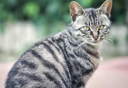 狸花猫走红揭秘：独特魅力引领宠物新风尚