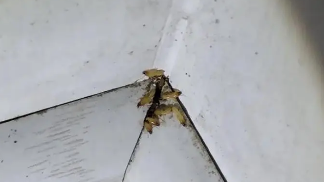 白蚁怎么能消除