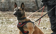 养马犬的十大好处,不养不知道