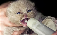 刚出生的小猫怎么喂养