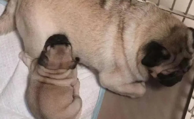 巴哥犬看起来像个老头,养的人却很多,这些优点你知道吗 巴哥犬看起来像个老头,养的人却很多,这些优点你知道吗