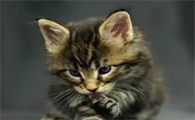 疯猫有什么症状