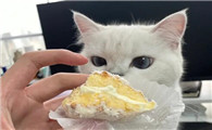 猫吃一点奶油有事吗