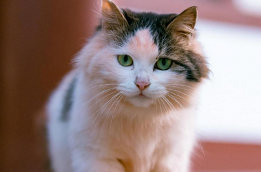 刚出生的小猫多长时间吃奶