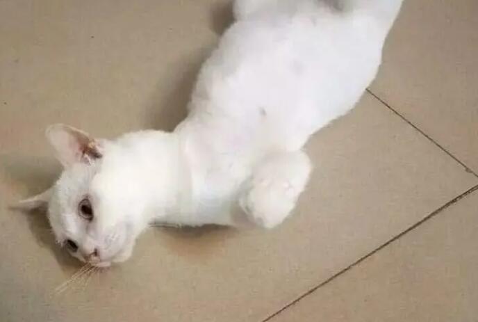 广东潮汕成格猫说法 广东潮汕成格猫说法