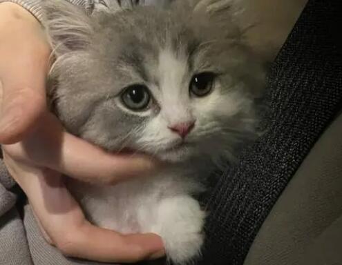 打小猫哪里最长记性