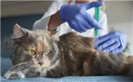 猫打完狂犬疫苗反应