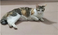 猫丢了还能找到吗