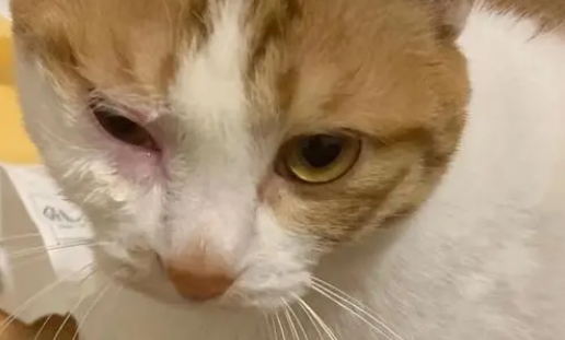 猫打架受伤怎么处理伤口