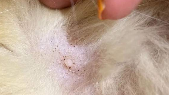 刚出生的小猫有跳蚤怎么办