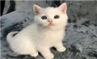 猫的观察记录表