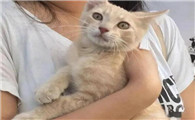 独居养猫的单身女人什么性格