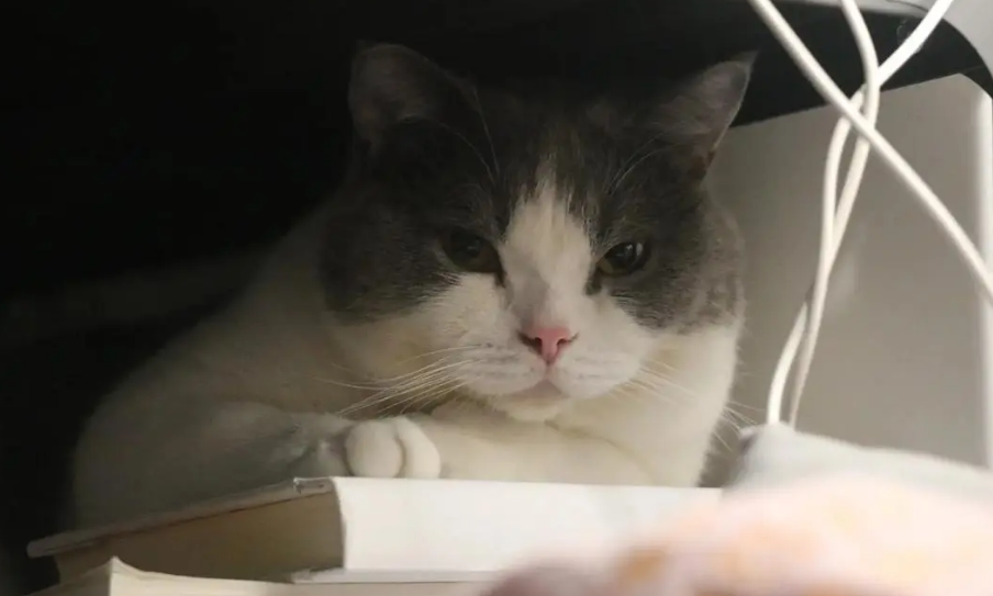关灯猫咪知道是要睡了吗