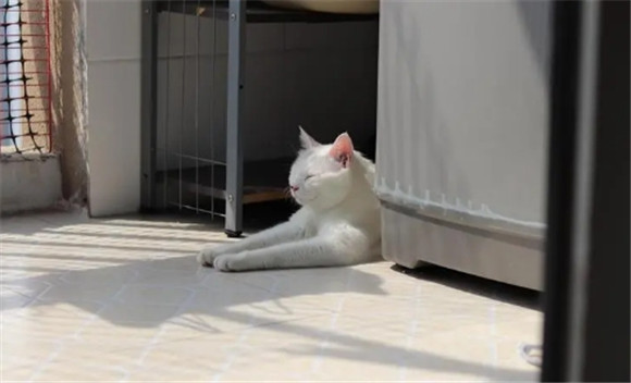 纯白色的猫是什么品种图片