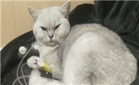 猫传腹是什么病