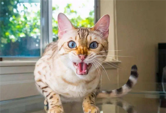 猫得狂犬病的潜伏期