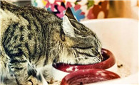 猫吃青占鱼会中毒吗