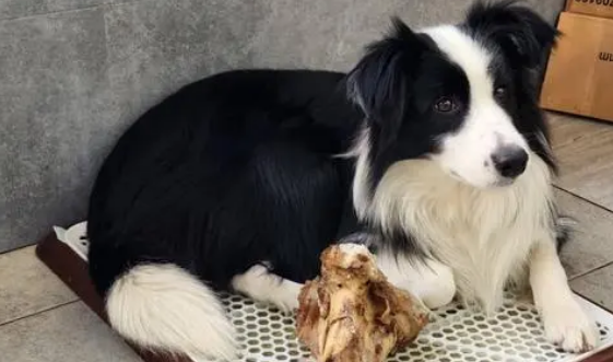 边境牧羊犬喂米饭可以吗