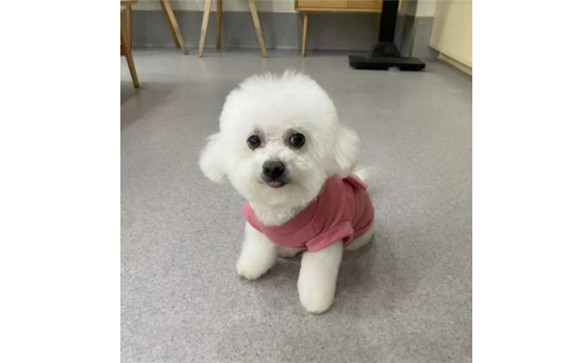 新手养狗丝滑,这款高性价比的狗粮可以试试! 新手养狗丝滑,这款高性价比的狗粮可以试试!