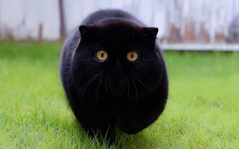黑猫是什么品种