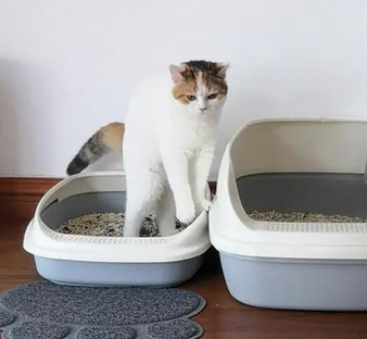 猫大便软后面粘稠带血
