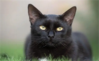 黑猫胸口有白毛寓意